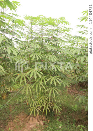 cassava plant on farm for harvest 114484721