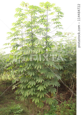 cassava plant on farm for harvest 114484722