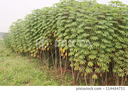 cassava plant on farm for harvest cassava plant on farm for harvest 114484731