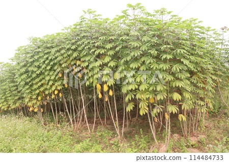 cassava plant on farm for harvest cassava plant on farm for harvest 114484733