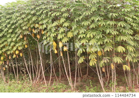 cassava plant on farm for harvest cassava plant on farm for harvest 114484734