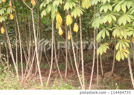 cassava plant on farm for harvest 114484735