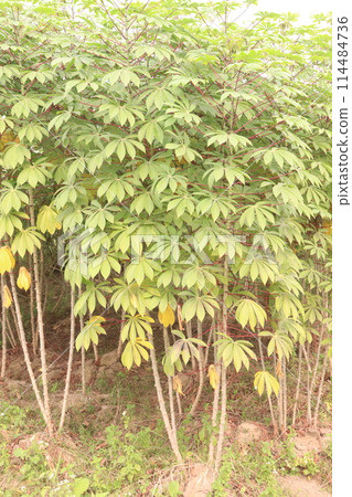 cassava plant on farm for harvest 114484736
