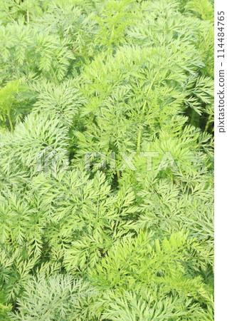 carrot farm for harvest are cash crops 114484765