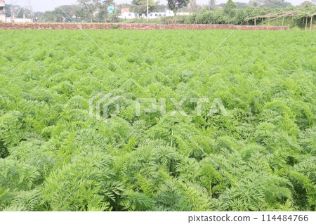 carrot farm for harvest are cash crops 114484766