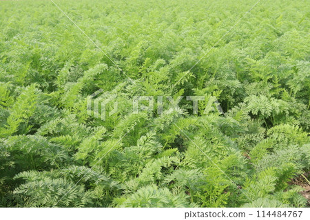carrot farm for harvest are cash crops 114484767
