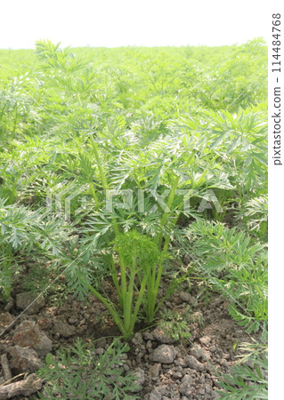 carrot farm for harvest are cash crops carrot farm for harvest are cash crops 114484768