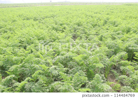carrot farm for harvest are cash crops 114484769