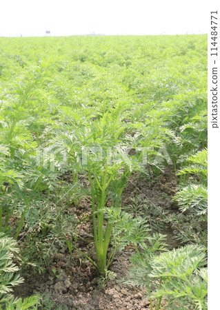 carrot farm for harvest are cash crops carrot farm for harvest are cash crops 114484771