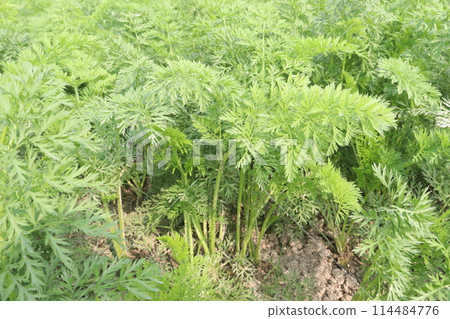 carrot farm for harvest are cash crops 114484776