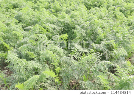 carrot farm for harvest are cash crops carrot farm for harvest are cash crops 114484814