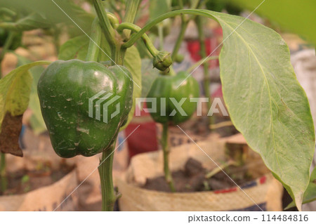 Capsicum on tree in farm for harvest Capsicum on tree in farm for harvest 114484816