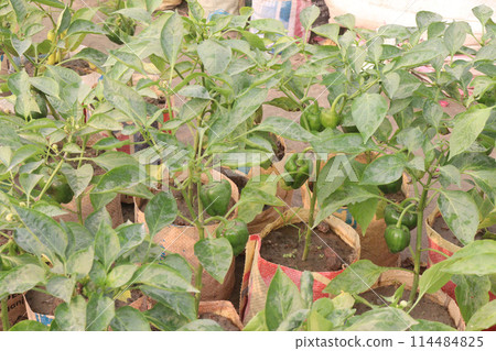 Capsicum on tree in farm for harvest Capsicum on tree in farm for harvest 114484825