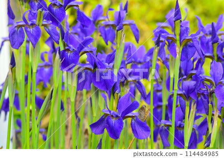 Purple-flowered iris 114484985
