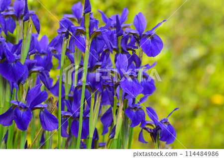鳶尾花紫色的花朵 114484986