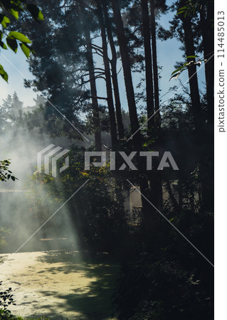 Beautiful smoke fog in trees forest. Sunbeams through morning haze. Magical foggy Forest or Park. Deep shadows Beautiful smoke fog in trees forest. Sunbeams through morning haze. Magical foggy Forest or Park. Deep shadows 114485013