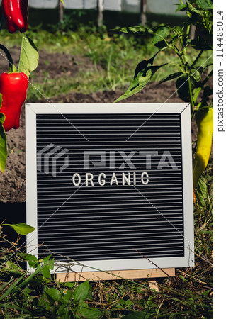 Letter board with text ORGANIC on background of garden bed with bell pepper. Organic farming, produce local vegetables concept. Supporting local farmers 114485014