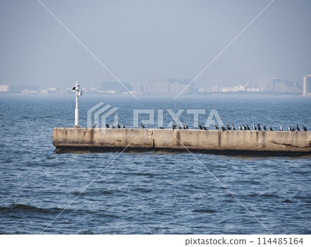A flock of cormorants resting on a pier 114485164