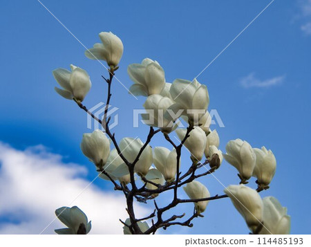 Hakumokuren shining in the blue sky 114485193