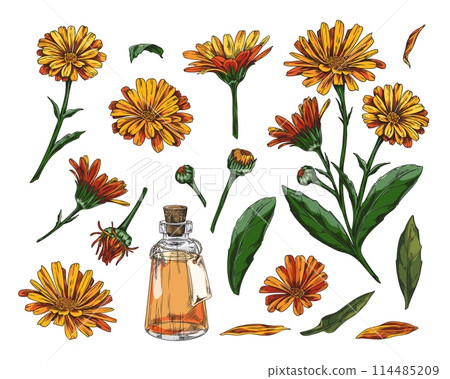 Set of hand-drawn calendula flower elements in color. 114485209