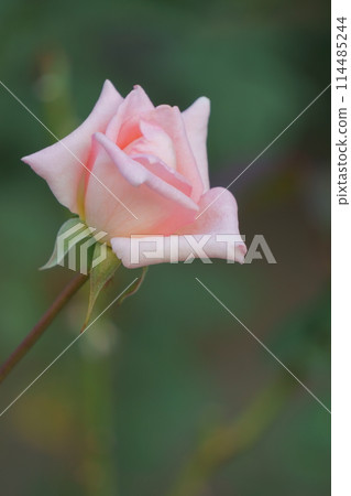 Pink rose Mimollet 1 Pink rose Mimollet 1 114485244