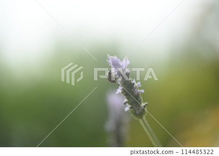 Ladybug on a lavender flower Ladybug on a lavender flower 114485322