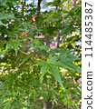 Maple seeds 114485387