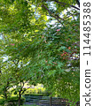 Maple seeds 114485388