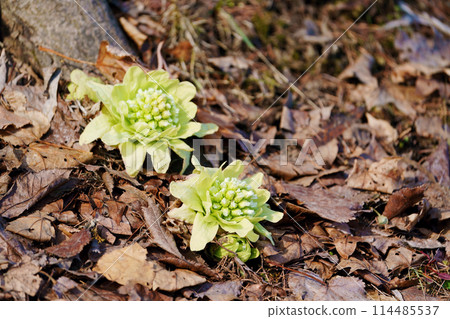 Fukinoto“山野草” 114485537