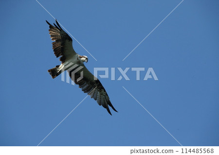 Osprego的飛行 Osprego的飛行 114485568