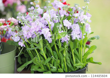 Purple pansy flowers planted in a planter Purple pansy flowers planted in a planter 114485604