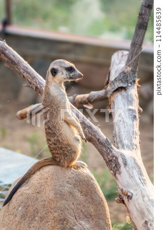 Meerkat, Suricata suricatta, on hind legs. Portrait of meerkat standing on hind legs with alert expression. Portrait of a funny meerkat sitting on its hind legs. Meerkat, Suricata suricatta, on hind legs. Portrait of meerkat standing on hind legs with alert expression. Portrait of a funny meerkat sitting on its hind legs. 114485639