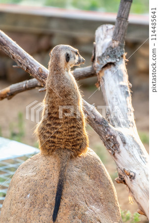 Meerkat, Suricata suricatta, on hind legs. Portrait of meerkat standing on hind legs with alert expression. Portrait of a funny meerkat sitting on its hind legs. 114485641