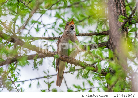 Thrush Nightingale, Luscinia luscinia. A bird sits on a tree branch and sings Thrush Nightingale, Luscinia luscinia. A bird sits on a tree branch and sings 114485648