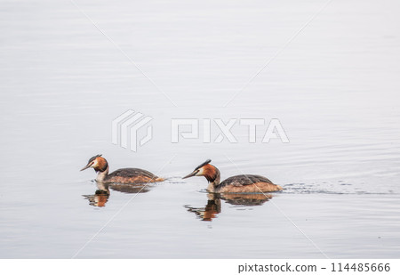 Two Great Crested Grebes swim in the lake 114485666