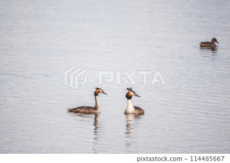 Two Great Crested Grebes swim in the lake Two Great Crested Grebes swim in the lake 114485667