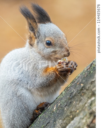 The squirrel with nut sits on tree in the autumn. Eurasian red squirrel, Sciurus vulgaris. The squirrel with nut sits on tree in the autumn. Eurasian red squirrel, Sciurus vulgaris. 114485676