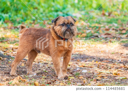 Brussels Griffon for a walk in the park 114485681