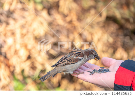 Sparrow eats seeds from a man's hand 114485685