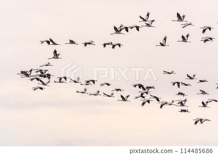 Flying cranes flock against blue sky 114485686