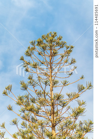 Needles of evergreen tree Araucaria araucana,commonly called the Monkey Puzzle Tree, Monkey Tail Tree or Chilean Pine 114485691
