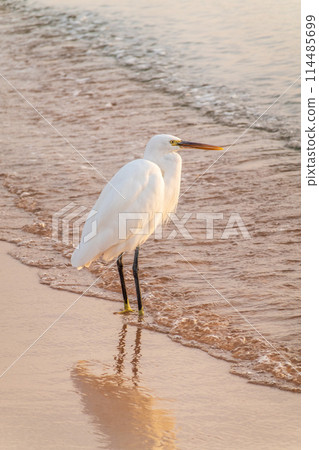 Great egret (Ardea alba), a medium-sized white heron fishing on the sea beach 114485699