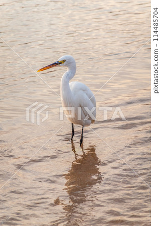 Great egret (Ardea alba), a medium-sized white heron fishing on the sea beach 114485704