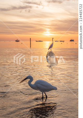 Great egret (Ardea alba), a medium-sized white heron fishing on the sea beach 114485722