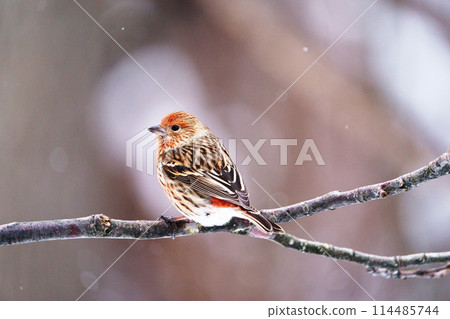 大牧子《野鳥》 大牧子《野鳥》 114485744