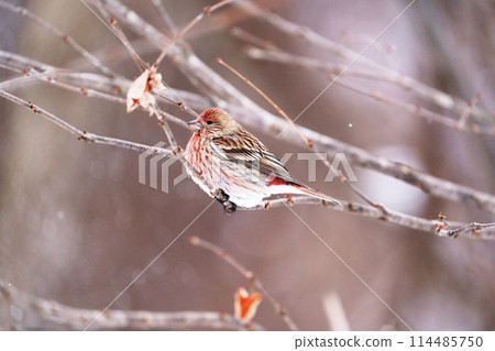 Greater Parrotfinch "Wild Bird" Greater Parrotfinch "Wild Bird" 114485750