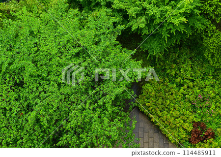 從上面看公園裡的新鮮綠色植物 從上面看公園裡的新鮮綠色植物 114485911