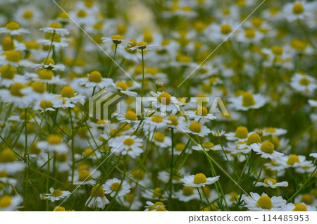 Chamomile flowers growing in clusters 114485953