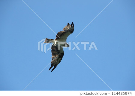 Flight of the Osprego Flight of the Osprego 114485974