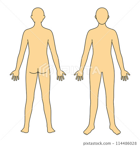 Body model front and back Body model front and back 114486028